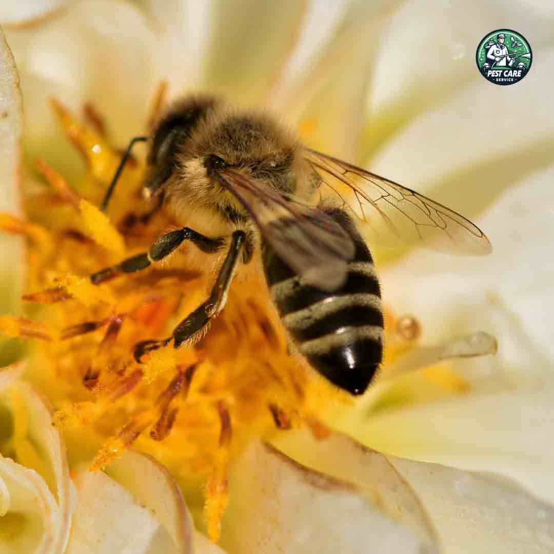 Honey Bees Control